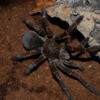 T. Stirmi