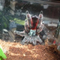 Avicularia versicolor