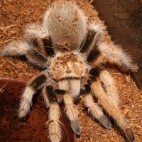 Aphonopelma Schmidti or New River, Chalcodes?
