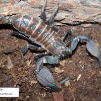 Mating pair of Heterometrus Mysorensis