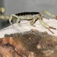 Hadrurus Obscurus