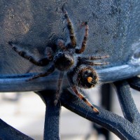 Cute Little Jumping Spider