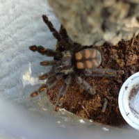 P. irminia