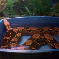 red tail boa