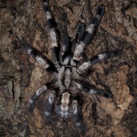 Poecilotheria miranda