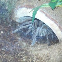 Theraphosa Stirmi