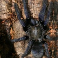 Lampropelma violaceopes