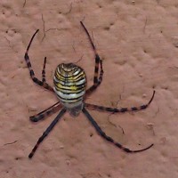 Argiope trifasciata