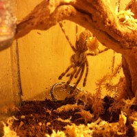 My Poecilotheria miranda's