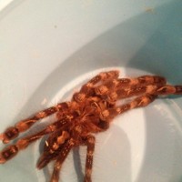 My  Poecilotheria Subfusca