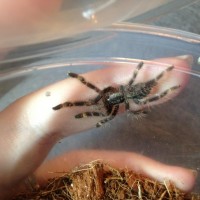 My Poecilotheria ornatas'