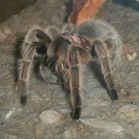 G. Rosea eating