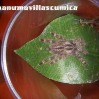 P. hanumavillascumia