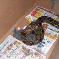 red tail boa eating