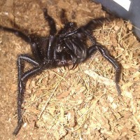 Funnel-Web Spider