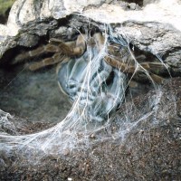 T. Stirmi molting