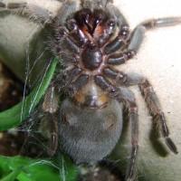 B. smithi