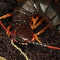 Scolopendra galapagoensis