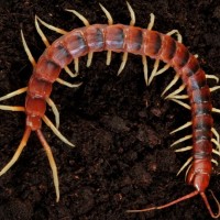 Scolopendra gigantea