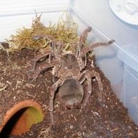 Theraphosa Blondi?