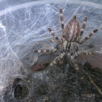 Poecilotheria regalis