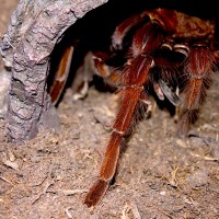 Theraphosa apophysis