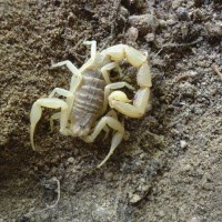 my scorpion gallery