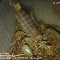 my scorpion gallery