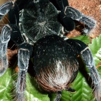 pamphobeteus antinous, bolivian or peruvian variant?