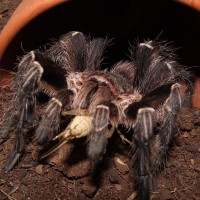 MM. Eupalaestrus campestratus feeding