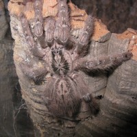 H maculata