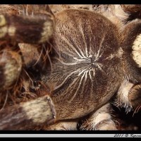 Poecilotheria subfusca