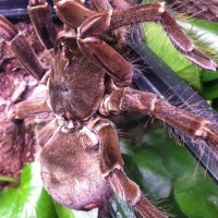 Which Theraphosa is this? (Image 2 of 1)