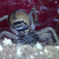 rabid wolf spider