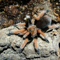 Aphonopelma bicoloratum