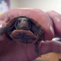Baby Turtle
