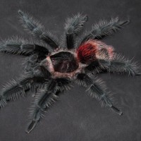 Grammostola iheringi