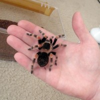 Young smithi