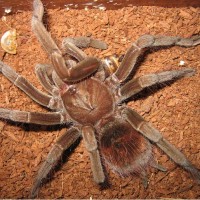 Pamphobeteus sp. Santo Domingo Goliath