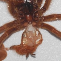 P.murinus#1