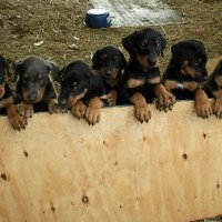 Doby Puppies