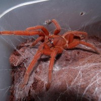 Selenobrachys philippinus (Philippine Orange Tarantula)