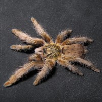 Augacephalus cf.ezendami　♂