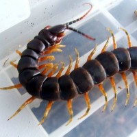 Scolopendra Galapagoensis