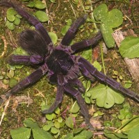 Avicularia sp.?