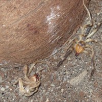 solifugid