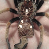 Male or Female B.Boehmei?