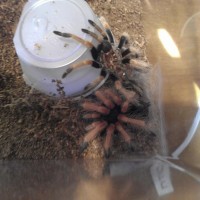 Fresh B. Boehmei molt