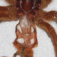 P.murinus#1b