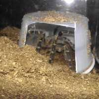 G. pulchripes